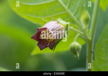 Belladonna oder Tollkirsche (Atropa Belladonna), Hessen, Deutschland Stockfoto