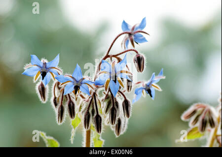 Borretsch (Borrango Officinalis) Blüten und Knospen Stockfoto