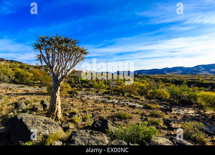 Köcherbaum oder Kokerboom (Aloe Dichotoma), Köcherbaumwald oder Kokerboom Woud, Naukluftberge, Namibia Stockfoto