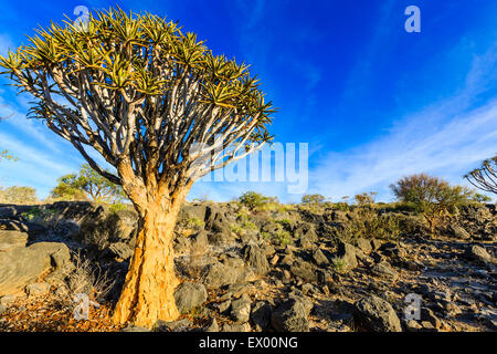 Köcherbaum oder Kokerboom (Aloe Dichotoma), Köcherbaumwald oder Kokerboom Woud, Naukluftberge, Namibia Stockfoto