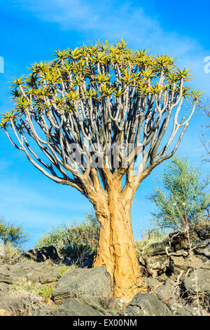 Köcherbaum oder Kokerboom (Aloe Dichotoma), Köcherbaumwald oder Kokerboom Woud, Naukluftberge, Namibia Stockfoto