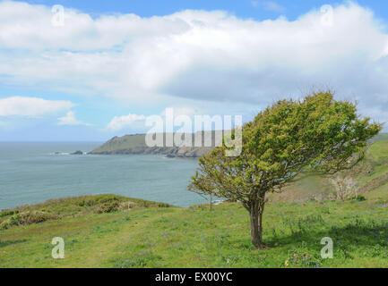 Süd-West Coastal Path auf der Küste von South Devon, England, UK Stockfoto