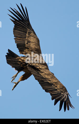 Rückseite Silhouette eines Gänsegeiers (Gyps fulvus) im Flug gegen den blauen Himmel im Gistau-Tal (Sobrarbe, Huesca, Aragón, Pyrenäen, Spanien) Stockfoto