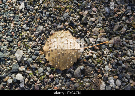 Wassertropfen auf Espenlaub Stockfoto