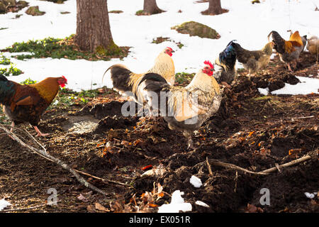 Mittlere Gruppe von freilaufenden Hühnern in Schneelandschaft Stockfoto