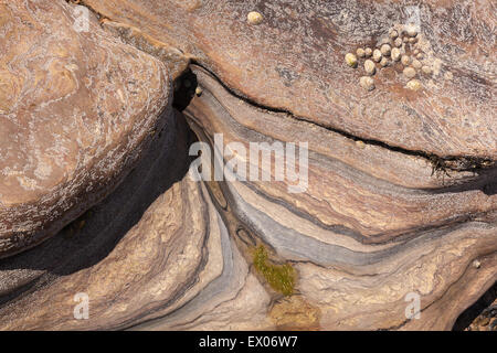 Muster der Felsen am Strand von Collywell Bay, Seaton Schleuse, Northumberland, England, UK Stockfoto