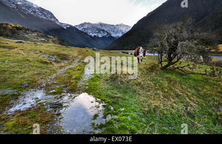 Glücklichen Kuh im Mt Aspiring National Park, Neuseeland Stockfoto