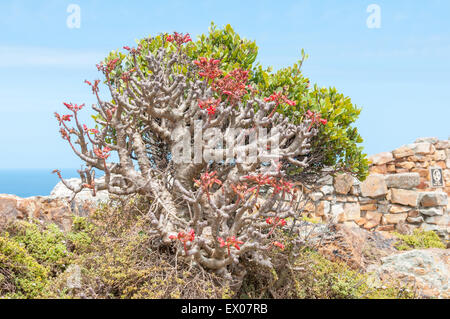 Blüten in einem Botterboom oder Butter Baum, Tylecodon Paniculatus, Laub saftig bis zu 3m. Foto ein Cape Point Stockfoto