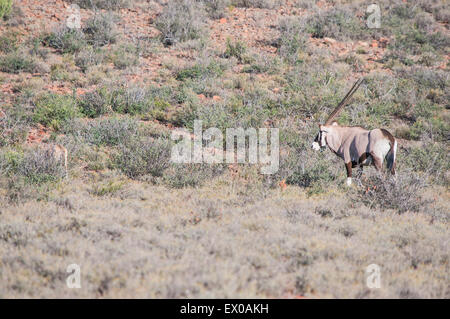 Oryx-Antilopen oder Gemsbock in der Karoo Nationalpark Stockfoto