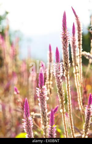 Grass Blütenpflanzen Stockfoto