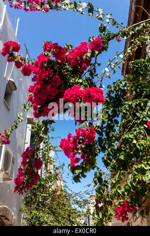 Rethymno Blumen Kreta Griechenland Bougainvillea blühende Weinrebe Strassenblumen in der Altstadt, Stockfoto