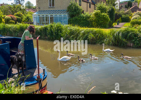 Bathampton, Somerset, UK. 3. Juli 2015. Großbritannien Wetter. Eine Frau Uhren vorbei Schwäne mit ihren Cygnets aus ihrem Narrowboat auf dem Kennet und Avon Kanal. Bildnachweis: Richard Wayman/Alamy Live-Nachrichten Stockfoto