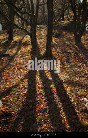 Weiches Licht, das durch Bäume werfen lange Schatten auf dem Waldboden, Calderdale, West Yorkshire, Großbritannien Stockfoto