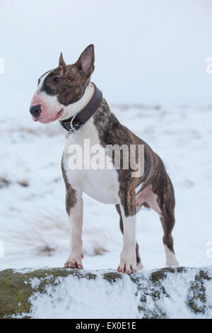 Gestromte English Bull Terrier Stockfoto