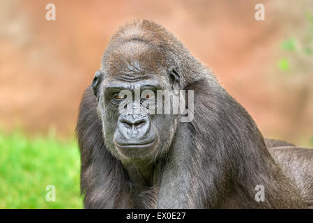 Porträtaufnahme von einem großen westlichen Flachlandgorilla Stockfoto