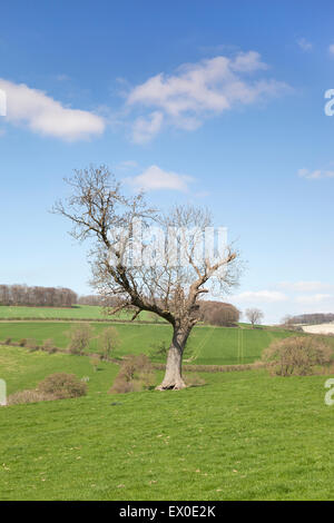 Blick über sanfte grüne bereit zu großen Givendale in der Nähe von Bishop Wilton, Yorkshire Wolds, East Yorkshire, UK Stockfoto