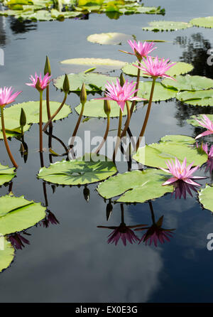 Nymphaea Pubescens. Rosa Seerosen Stockfoto