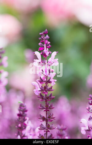 Salvia X superba 'Rose Queen'. Blühende Salbei Zierpflanzen Stockfoto