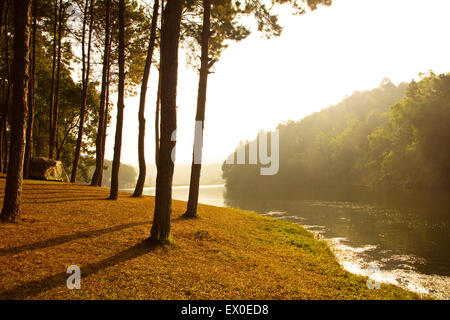 Sonnenaufgang in Pang-Ung, Pine Forest Park in thailand Stockfoto