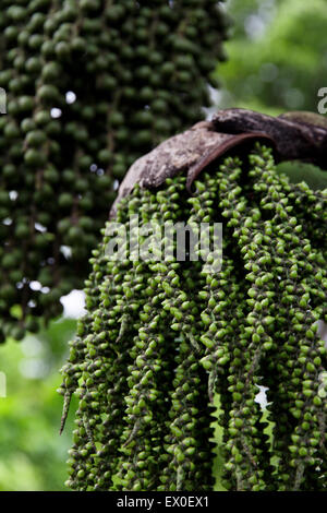 Arenga Pinnata Palmen Samen Stockfoto