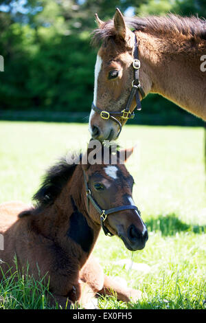 Zwei Vollblut-Fohlen, die in einer Koppel ruhen Stockfoto