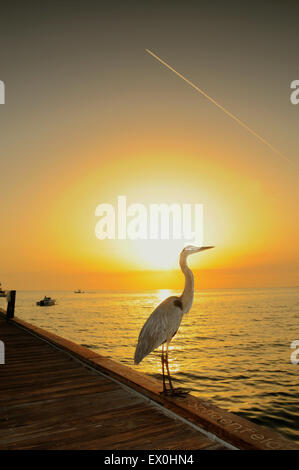 Anna Maria, Manatee County, Florida, USA.3. Juli 2015.Einige frühe Szenen. Etwas kühler bei 79 F und weniger feucht als bei spät. Heron am City Pier. Stockfoto