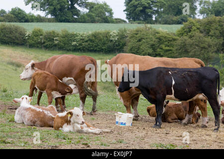 Kalb trinken Milch von seiner Mutter in einem Feld Stockfoto