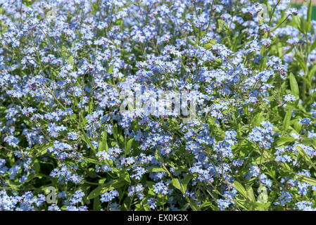 Vergissmeinnicht blau blüht im Frühjahr Closeup Stockfoto