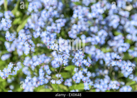 Vergissmeinnicht blau blüht im Frühjahr Closeup Stockfoto