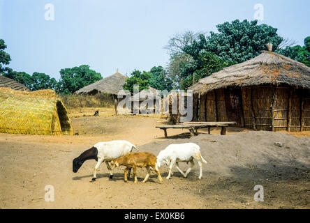 Ziegen und Reed strohgedeckten Hütten, juffureh Dorf, Gambia, Westafrika Stockfoto