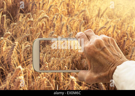 Alter Hase unter Fotografie Weizenfeld auf Smartphone. Landwirtschaftlichen Konzept. Stockfoto