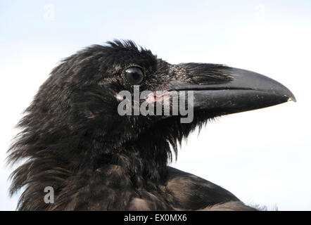 Sussex, UK, 2. Juli 2015. Sussex, UK, 2. Juli 2015. Abkühlung im Juli Hitzewelle ist "Cronk" - der Haustier Rabe (Corvus Corax), David Whitby von Sussex angehören. Der Jungvogel das heiße Wetter zum ersten Mal erlebt und genießt die "Cool-off". © David Cole/Alamy Live News Bildnachweis: David Cole/Alamy Live-Nachrichten Stockfoto