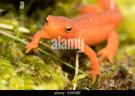 Salamander von Neu-England, Ost-/orangerot spotted Newt, Notophthalmus Viridescens, Claremont, New Hampshire. Stockfoto