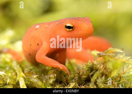 Salamander von Neu-England, Ost-/orangerot spotted Newt, Notophthalmus Viridescens, Claremont, New Hampshire. Stockfoto