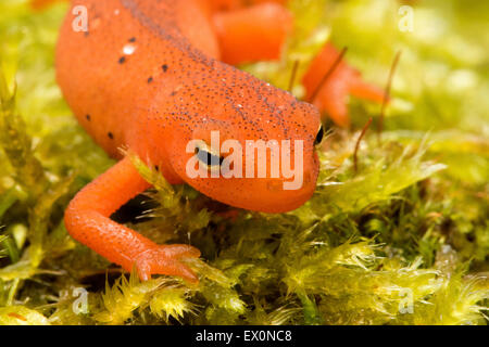 Salamander von Neu-England, Ost-/orangerot spotted Newt, Notophthalmus Viridescens, Claremont, New Hampshire. Stockfoto