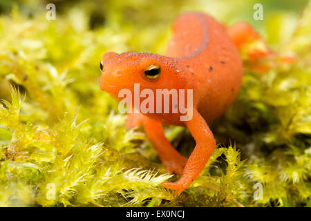 Salamander von Neu-England, Ost-/orangerot spotted Newt, Notophthalmus Viridescens, Claremont, New Hampshire. Stockfoto