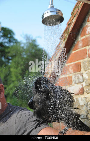 Sussex, UK, 2. Juli 2015. Abkühlung im Juli Hitzewelle ist "Cronk" - der Haustier Rabe (Corvus Corax), David Whitby von Sussex angehören. Der Jungvogel das heiße Wetter zum ersten Mal erlebt und genießt die "Cool-off". Bildnachweis: David Cole/Alamy Live-Nachrichten Stockfoto