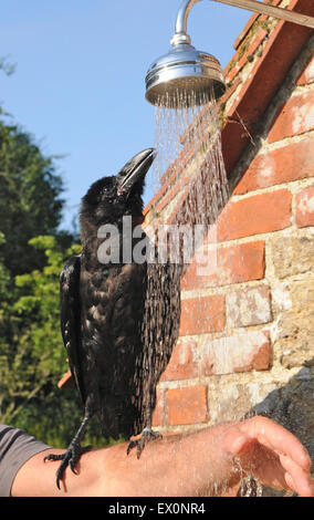 Sussex, UK, 2. Juli 2015. Abkühlung im Juli Hitzewelle ist "Cronk" - der Haustier Rabe (Corvus Corax), David Whitby von Sussex angehören. Der Jungvogel das heiße Wetter zum ersten Mal erlebt und genießt die "Cool-off". Bildnachweis: David Cole/Alamy Live-Nachrichten Stockfoto