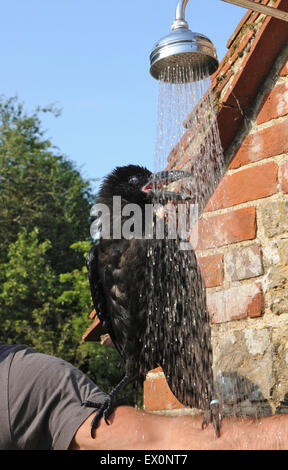 Sussex, UK, 2. Juli 2015. Abkühlung im Juli Hitzewelle ist "Cronk" - der Haustier Rabe (Corvus Corax), David Whitby von Sussex angehören. Der Jungvogel das heiße Wetter zum ersten Mal erlebt und genießt die "Cool-off". Bildnachweis: David Cole/Alamy Live-Nachrichten Stockfoto