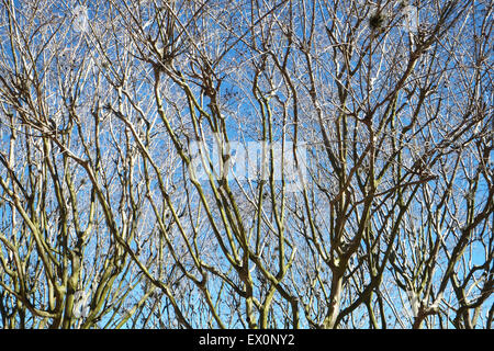 Äste ohne Blätter im Herbst mit einem blauen Himmel Stockfoto