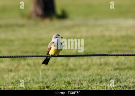 Ein Western Kingbird sitzt auf eine Gitterlinie. Stockfoto