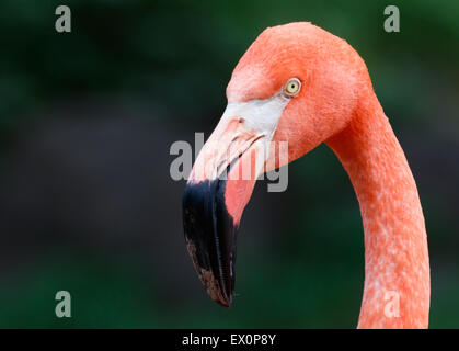 Eine Nahaufnahme von einem Flamingo in einem Zoo. Stockfoto