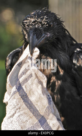 Sussex, UK, 2. Juli 2015. Abkühlung im Juli Hitzewelle ist "Cronk" - der Haustier Rabe (Corvus Corax), David Whitby von Sussex angehören. Der Jungvogel das heiße Wetter zum ersten Mal erlebt und genießt die "Cool-off". Bildnachweis: David Cole/Alamy Live-Nachrichten Stockfoto