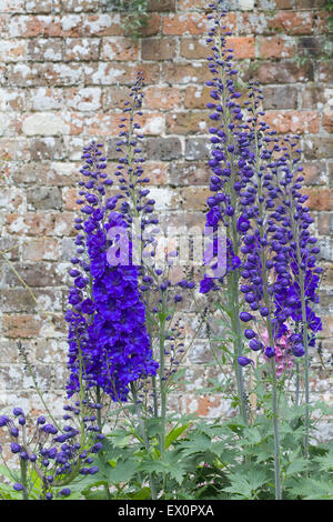 Rittersporn gegen eine Mauer in einer krautigen Grenze Stockfoto