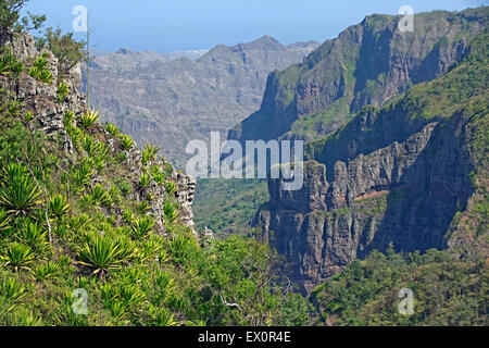 Agaven wachsen am Berghang im Inneren der vulkanischen Insel Santiago, Kap Verde / Cabo Verde, Afrika Stockfoto