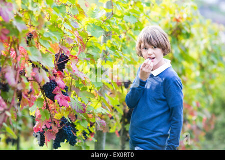 Teenager-Alter Junge in einem schönen Herbst Rebe Hof frische reife Trauben essen gehen Stockfoto