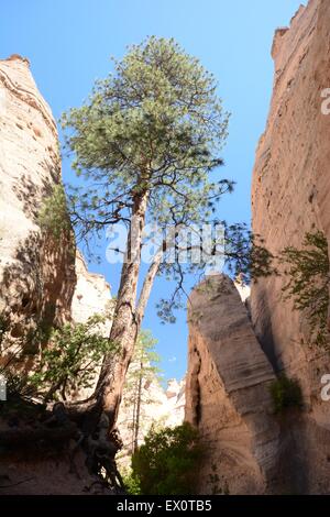 Baum im Slotcanyon an Kasha-Katuwe Zelt Rocks National Monument New Mexico - USA Stockfoto