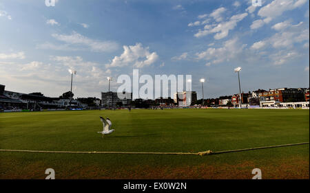 Eine Möwe im Outfield auf Flutlicht Cricket während der NatWest T20 Blast Cricket match zwischen Haien Sussex und Kent Spitfires im brightonandhovejobs.com County Ground in Hove Freitag, 3. Juli 2015 Stockfoto