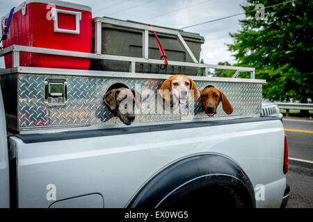 Jagdhunde In Pickup Truck Stockfoto