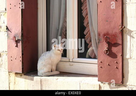 Weiße Katze auf der Fensterbank vor Fenster mit roten Fensterläden, Frankreich. Stockfoto